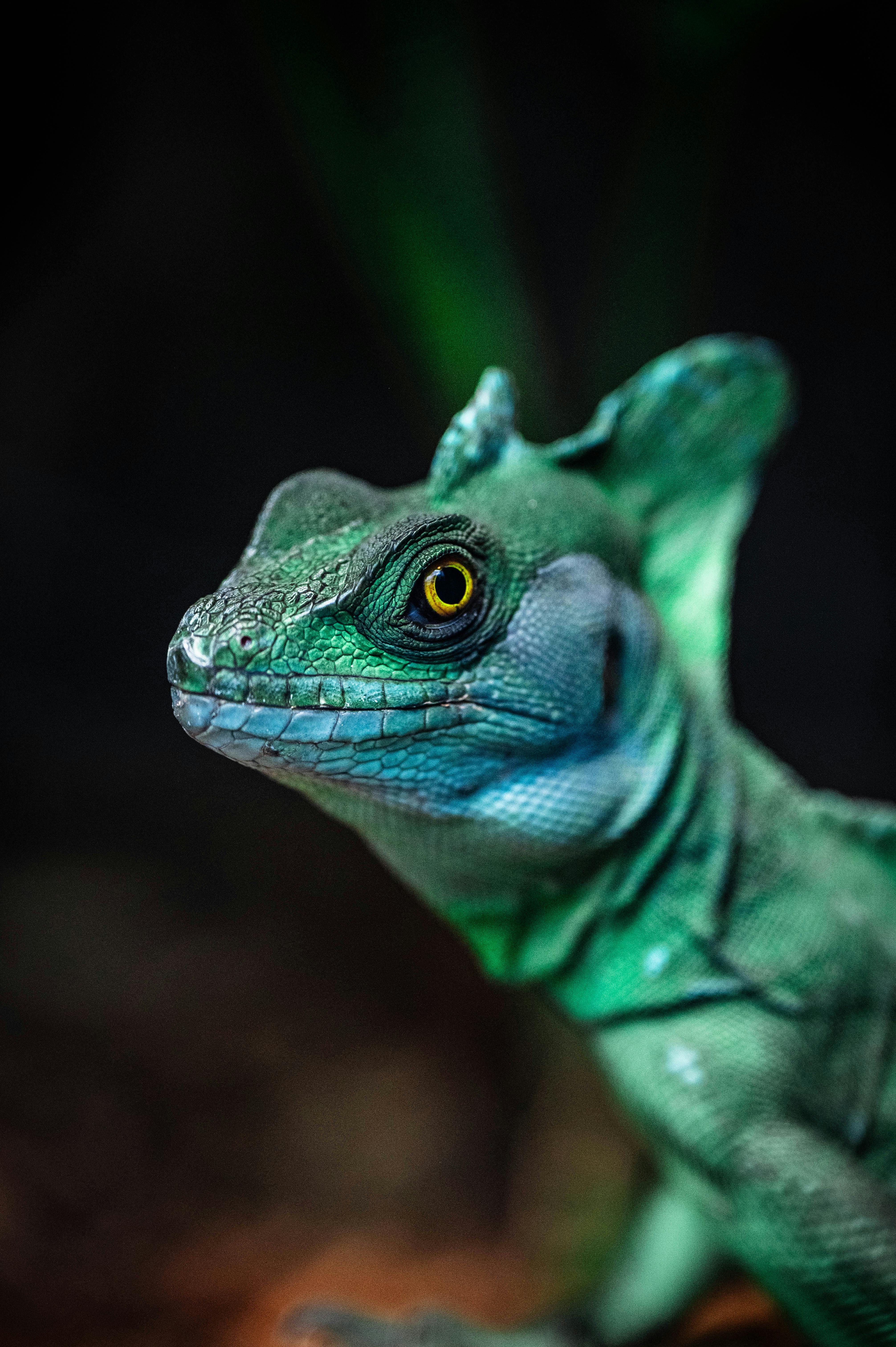 Captured close-up of a vibrant green basilisk lizard in its natural habitat.