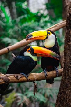 Two colorful toucans perched on a branch in a lush tropical forest, showcasing their vivid beaks.