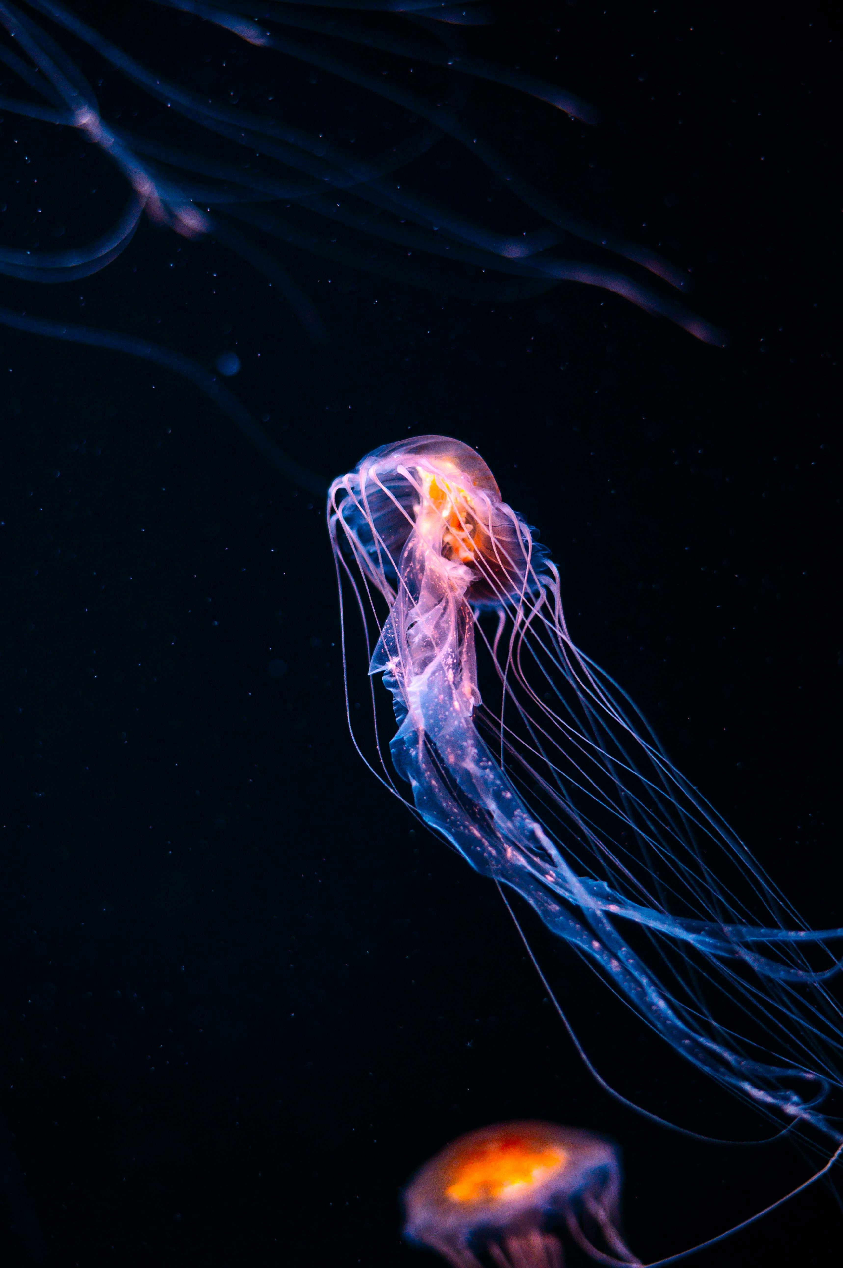 A mesmerizing jellyfish with glowing tentacles gracefully swimming in the dark ocean depths.