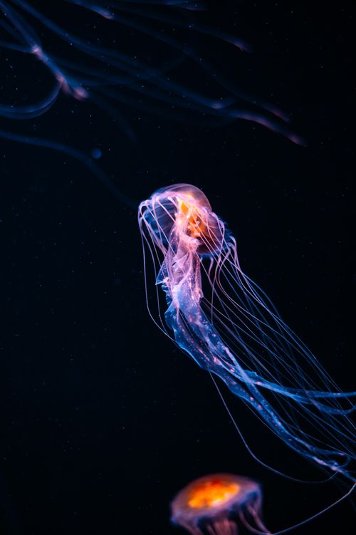 Free A mesmerizing jellyfish with glowing tentacles gracefully swimming in the dark ocean depths. Stock Photo