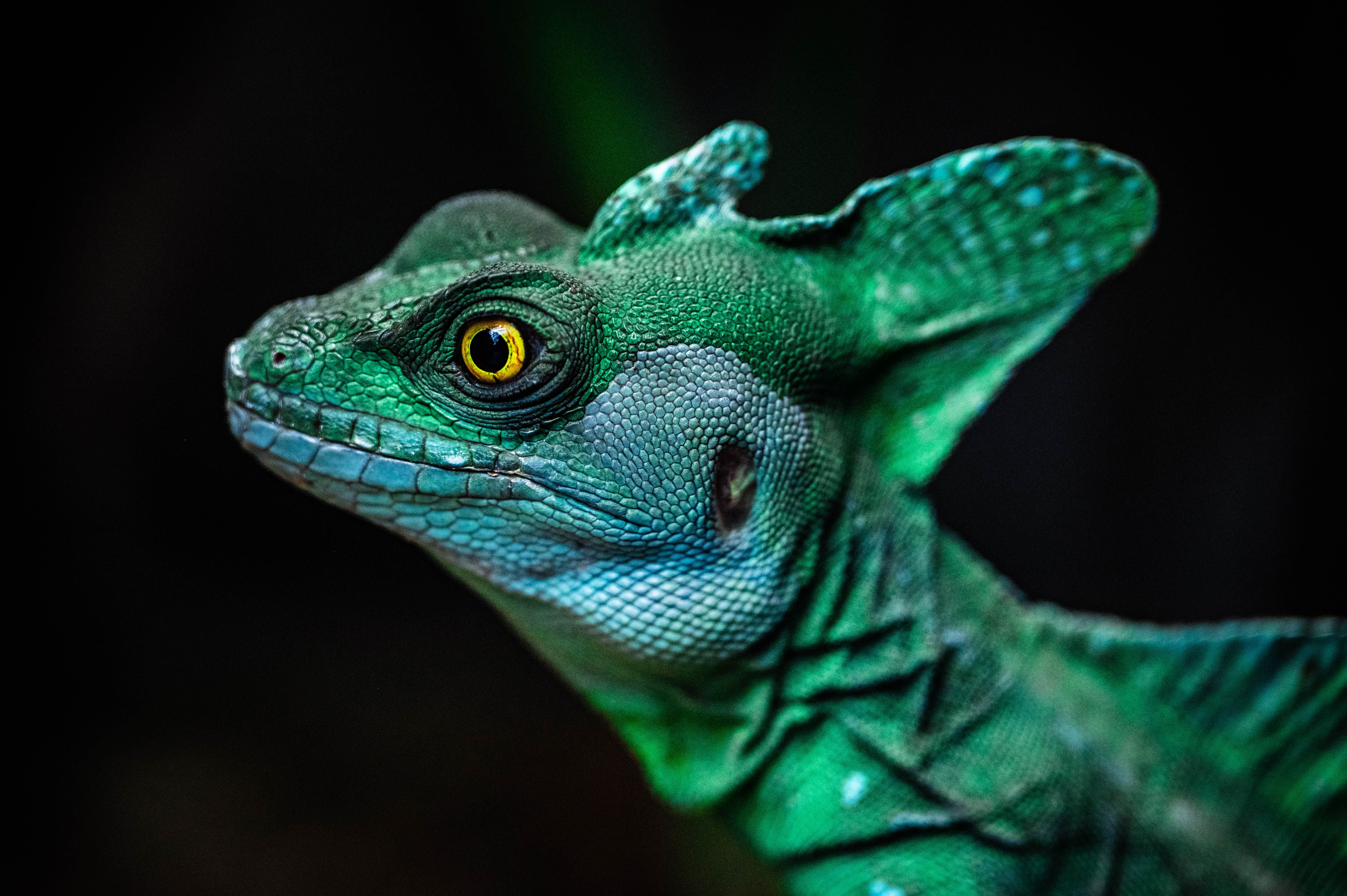Encounters in the Amazon