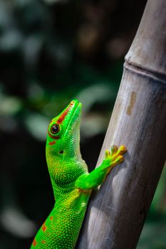 gecko photo