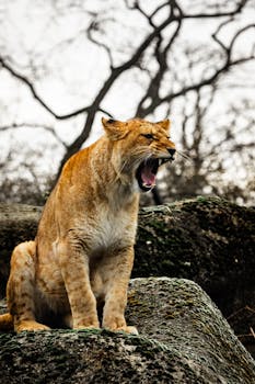 Powerful lion roaring atop rocks in the wild, showcasing strength and nature's beauty.