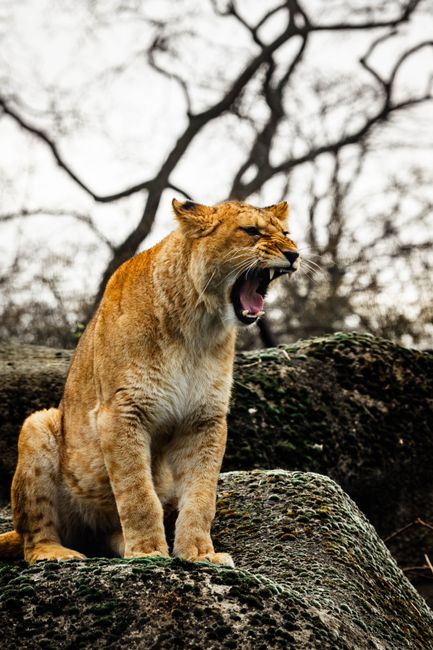 Powerful lion roaring atop rocks in the wild, showcasing strength and nature's beauty.