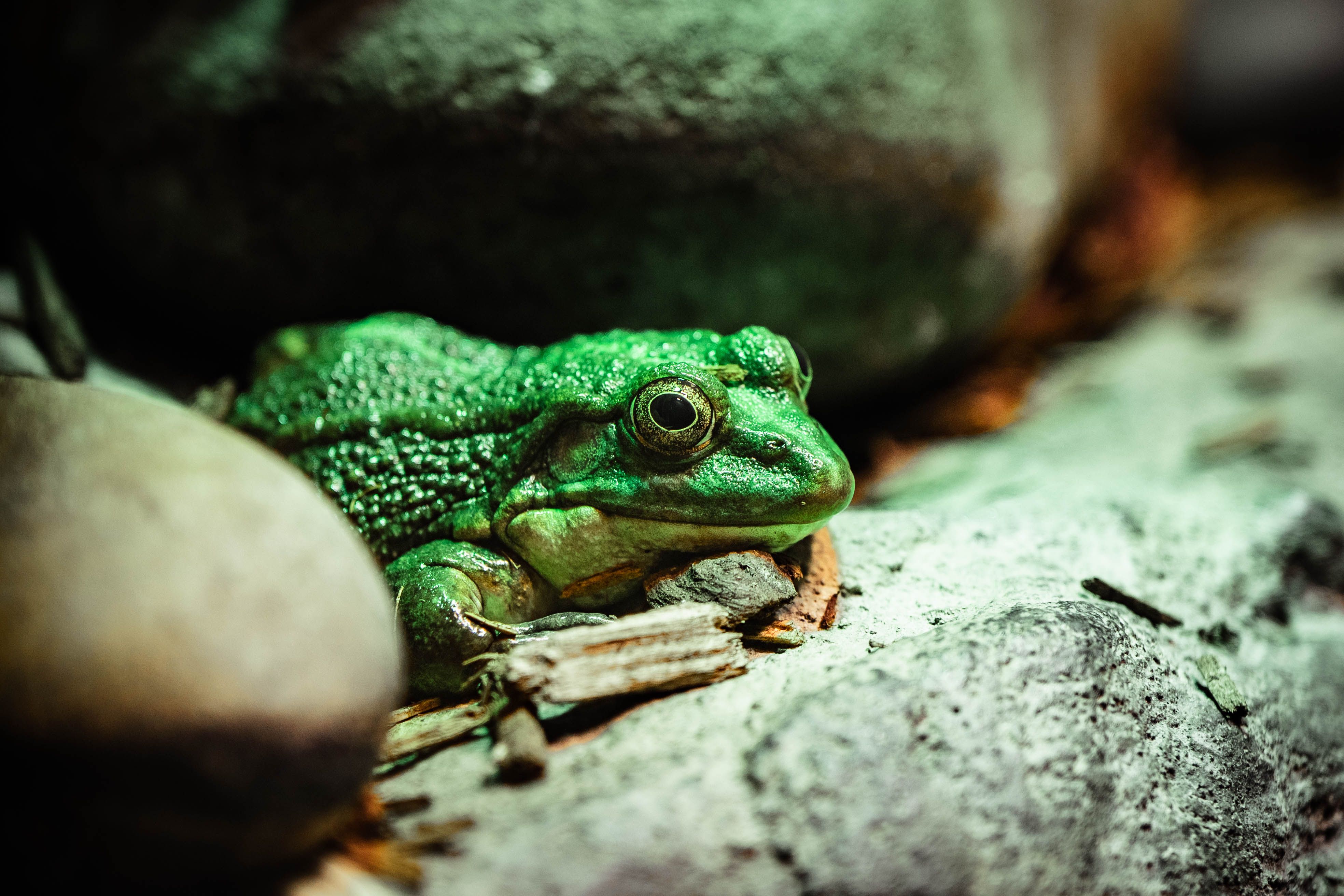 Close-up of a green frog sitting on rocks, showcasing natural textures and colors in a wildlife setting.