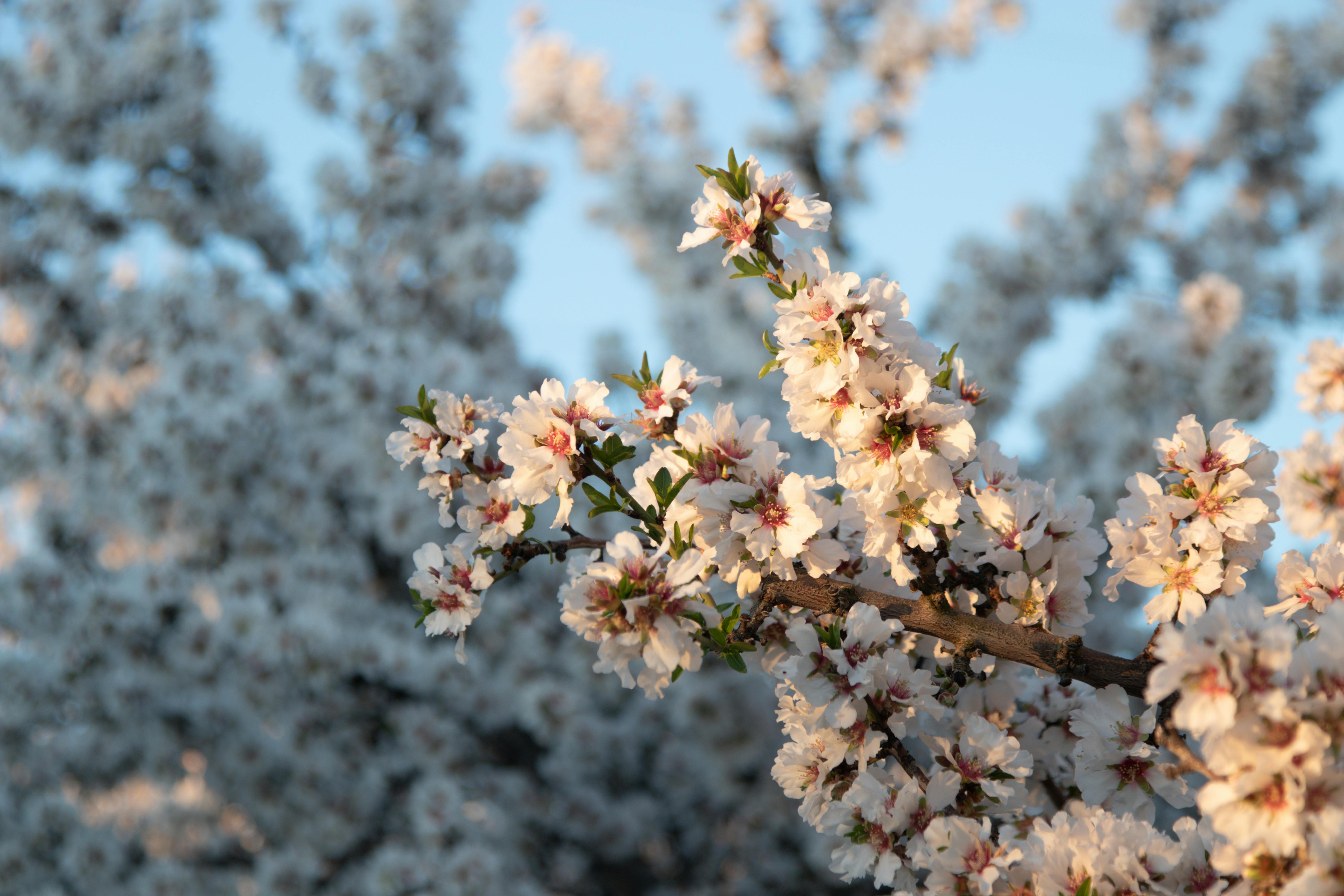 White almond blossoms blooming on trees in Clovis, California during wintertime.
