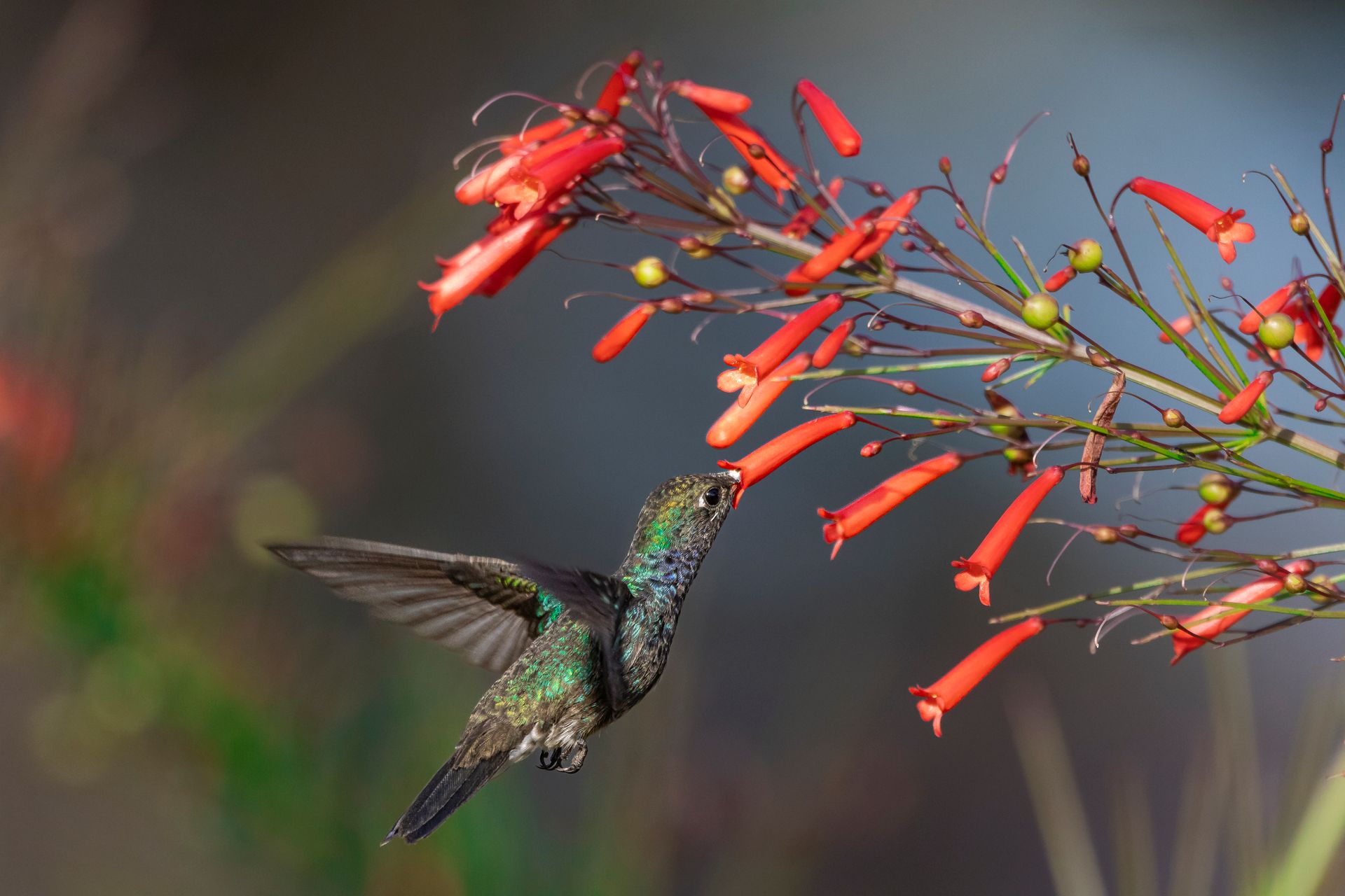 A beautiful hummingbird delicately feeding on red tubular flowers in a natural setting.