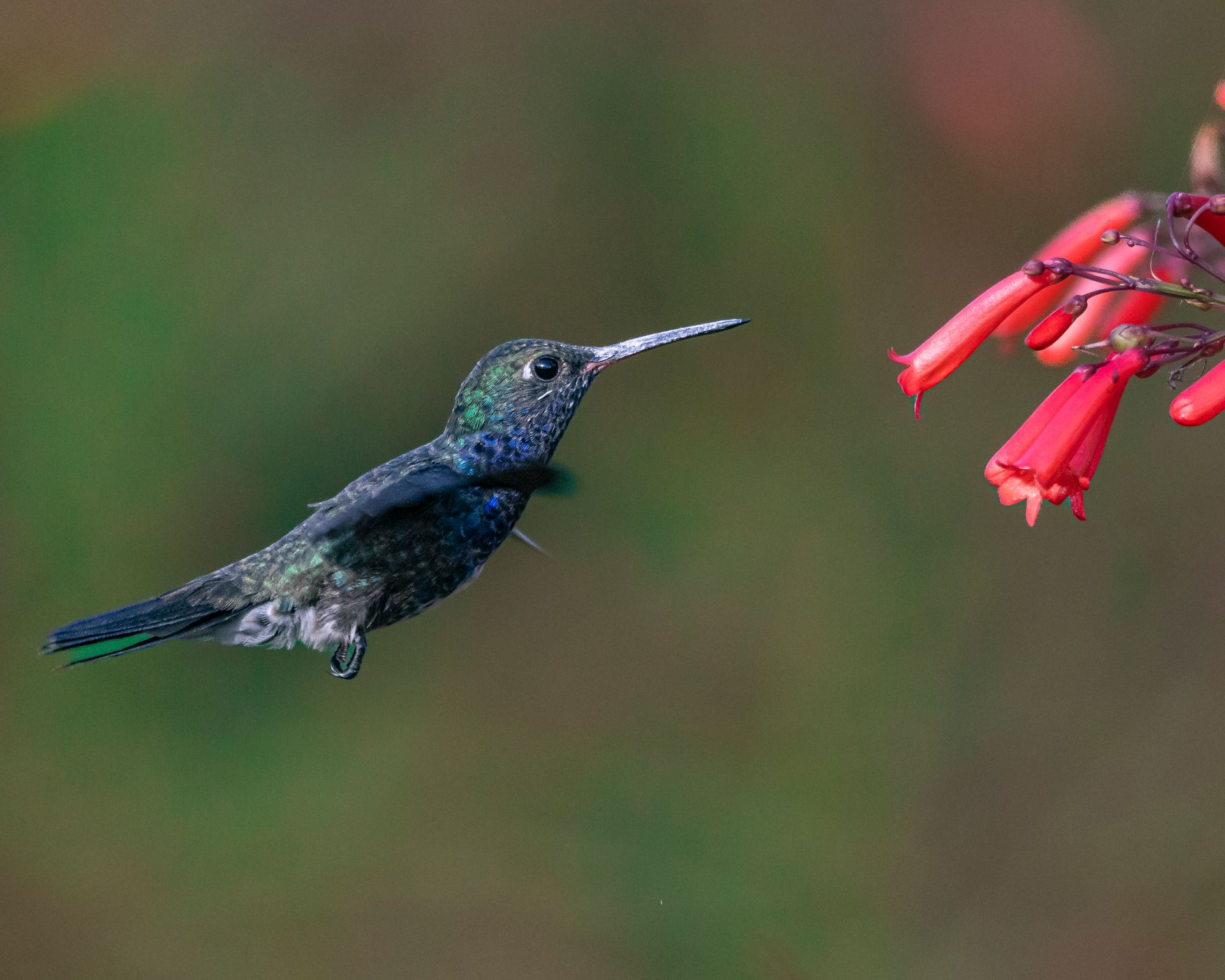 A vibrant hummingbird hovers in mid-air while feeding from red tubular flowers, showcasing nature's beauty.