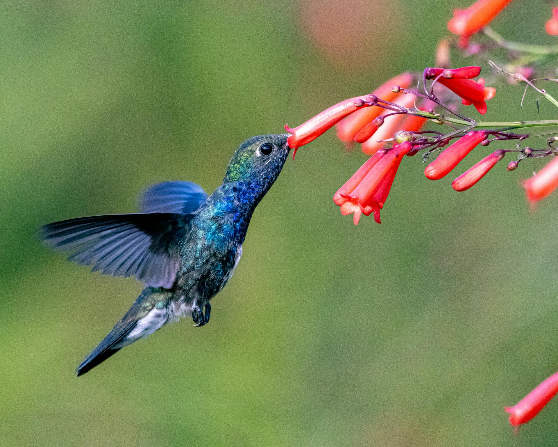 A stunning hummingbird captured mid-flight, sipping nectar from vibrant red tubular flowers in daylight.