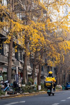 Delivery rider on a scooter beneath golden autumn trees lining an urban street.
