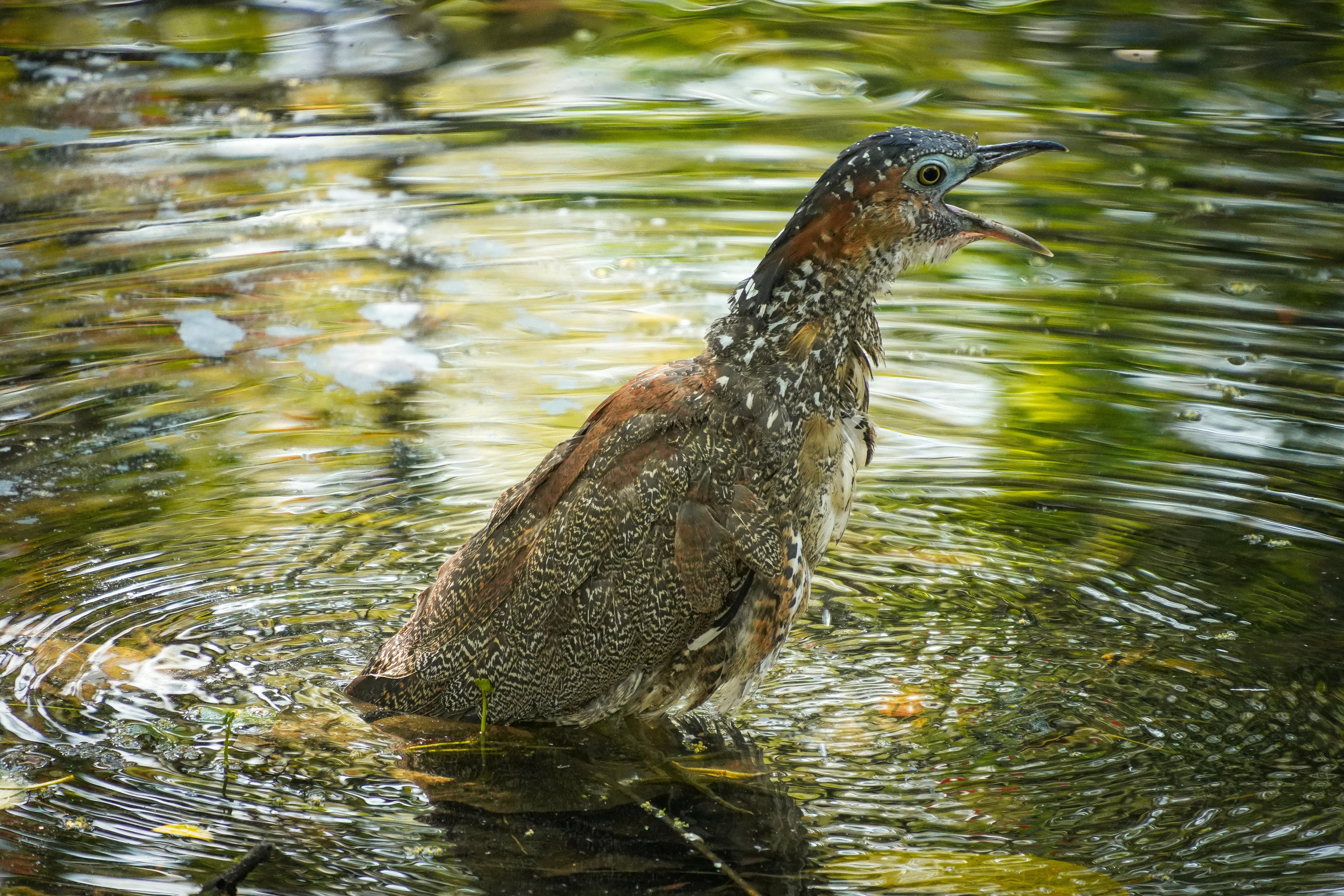 濕地生態觀察照片