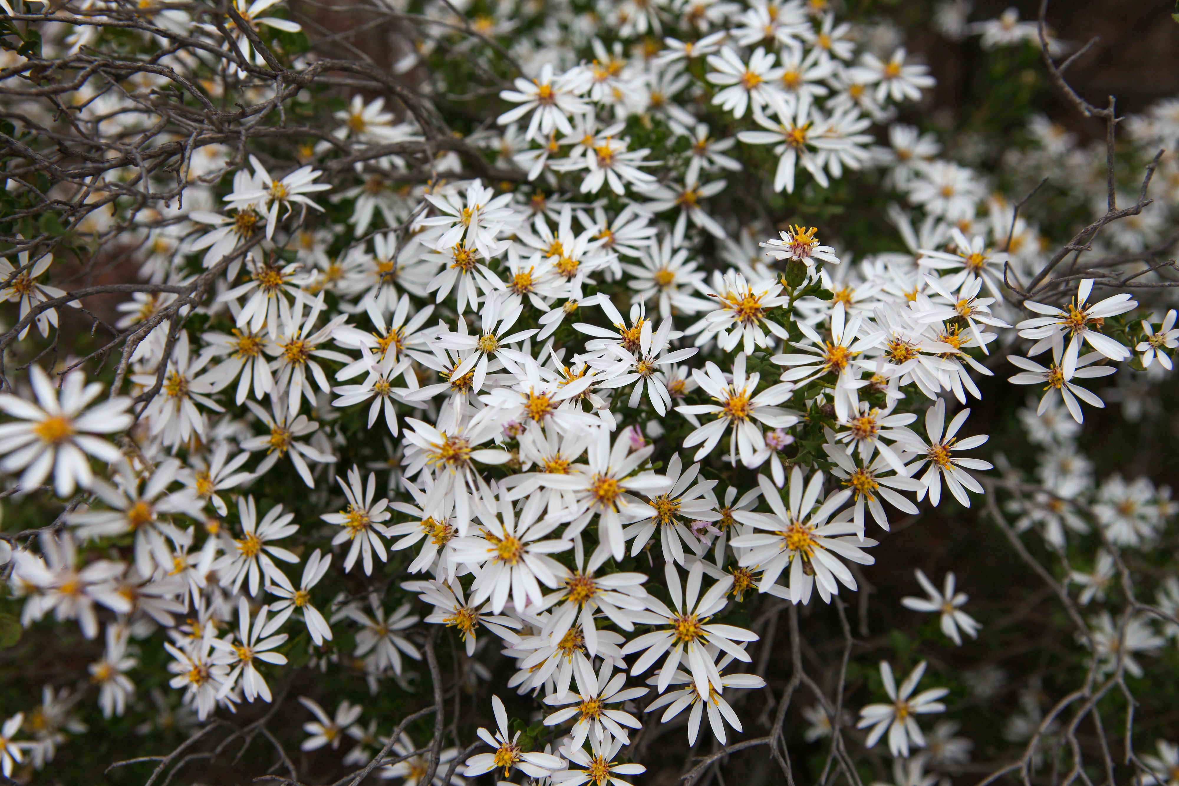 Kings Park & Botanic Garden, Perth, Western Australia