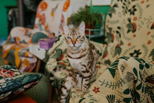 Bengal cat perched on floral-patterned chair, creating a charming indoor scene.