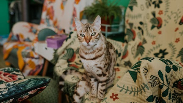 Bengal cat perched on floral-patterned chair, creating a charming indoor scene.