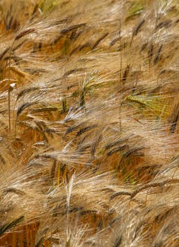 Vibrant close-up of swaying golden wheat in a field in Siirt, Türkiye.
