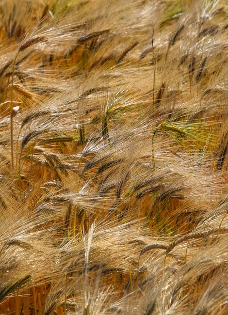 Vibrant close-up of swaying golden wheat in a field in Siirt, Türkiye.