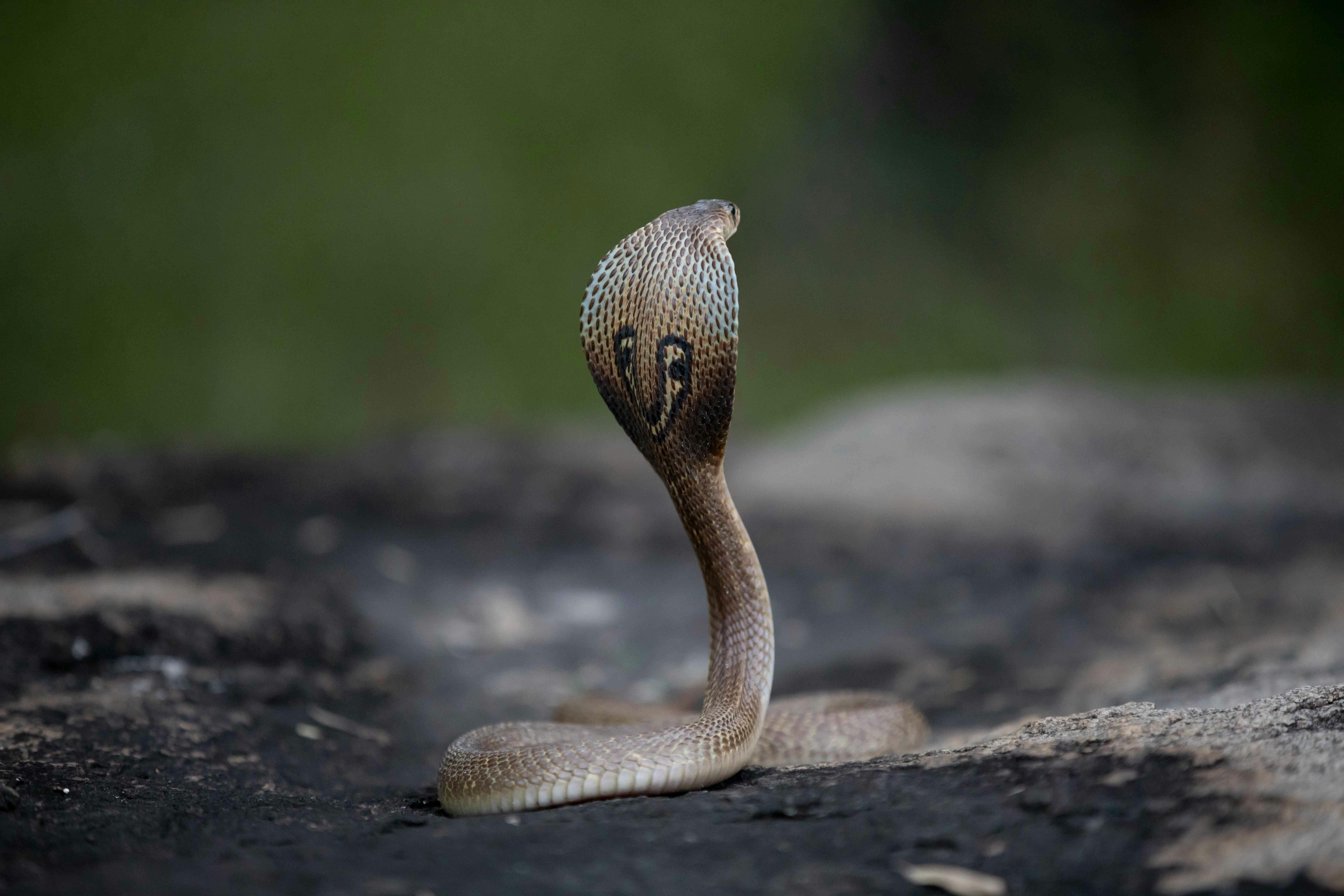 Snake Venom Beer: Exploring its Venomous Brew