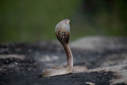 snake photo