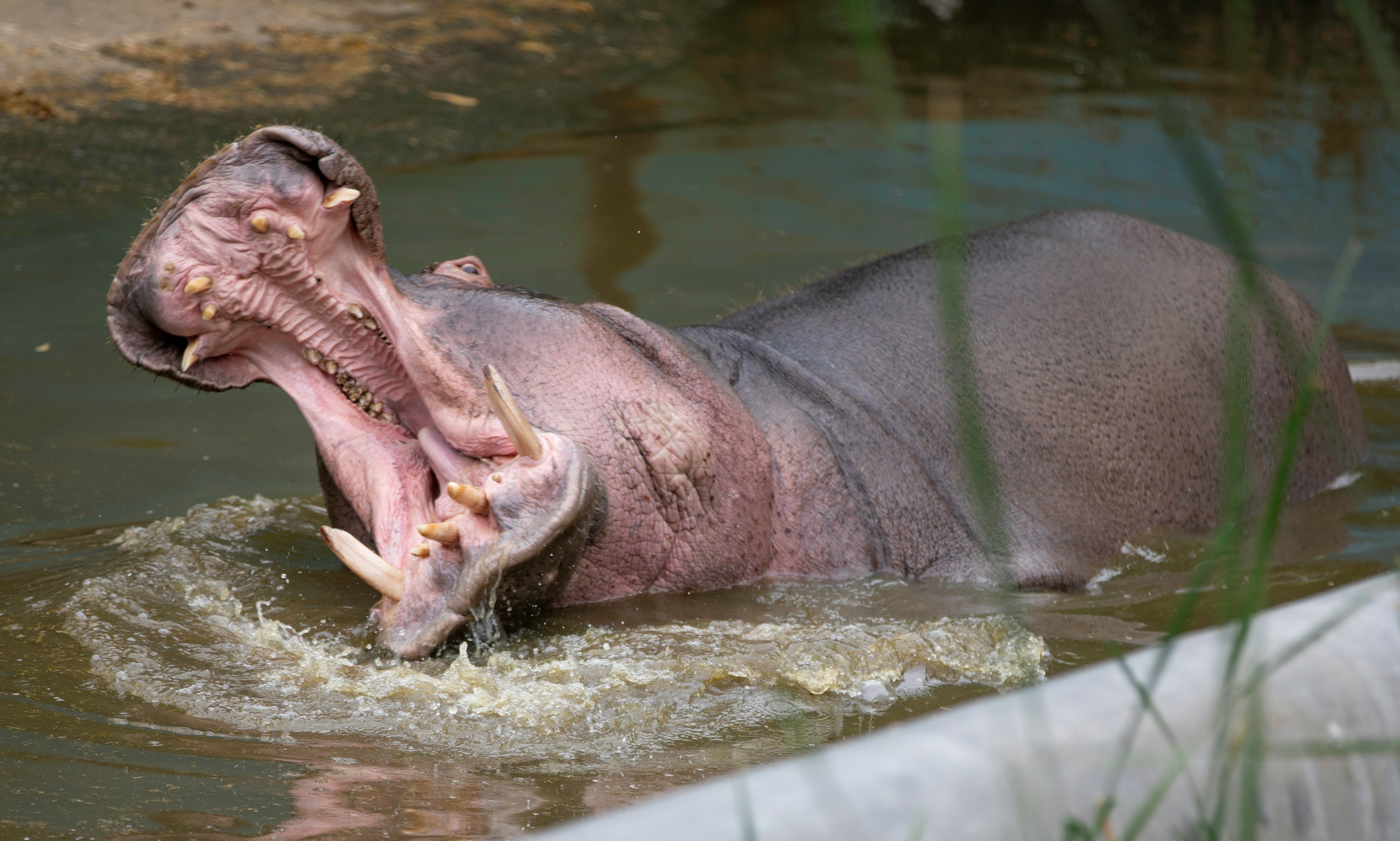 A hippopotamus yawning widely in a water body. Captured outdoors.