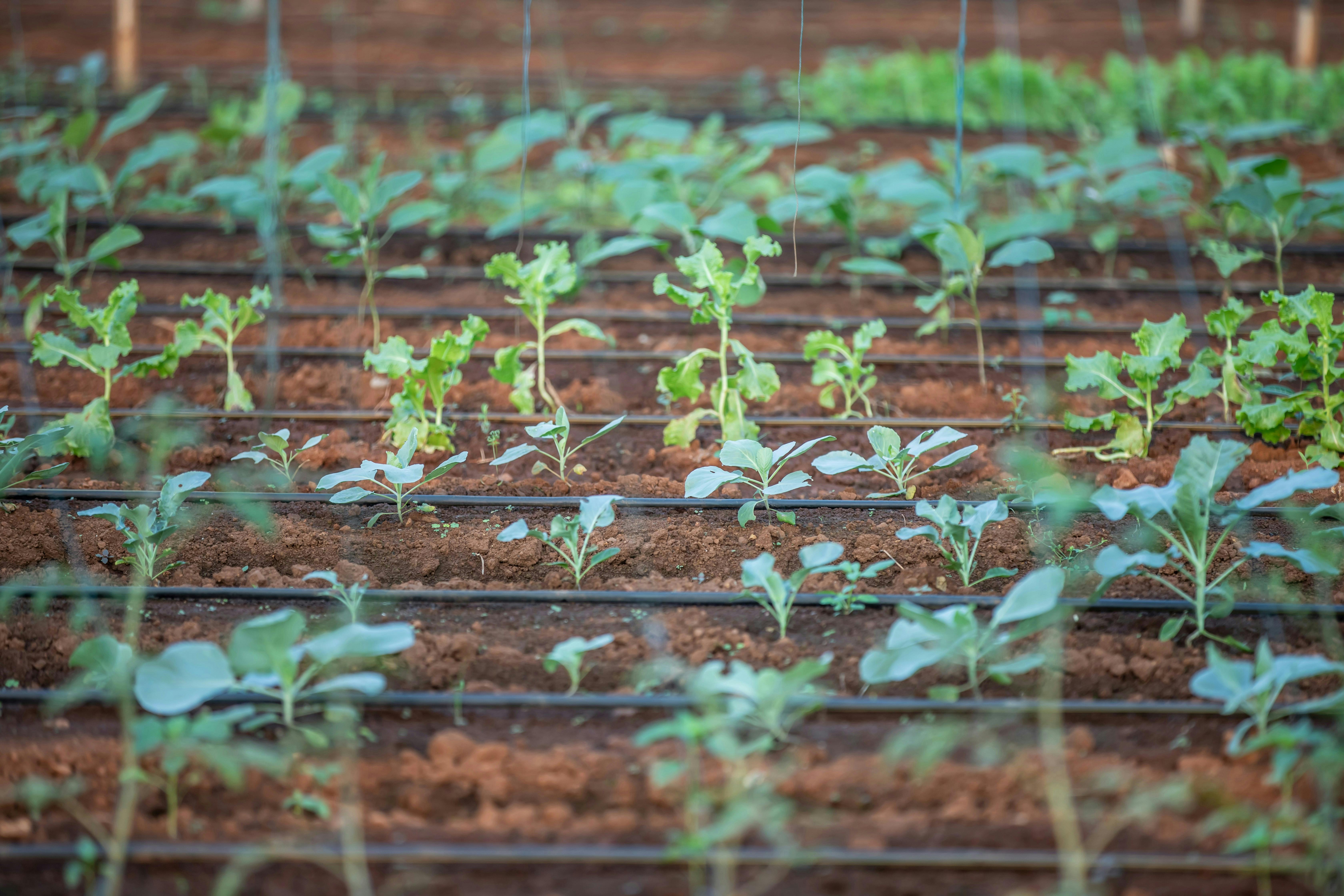 Close-up of young plants in a garden with irrigation system.