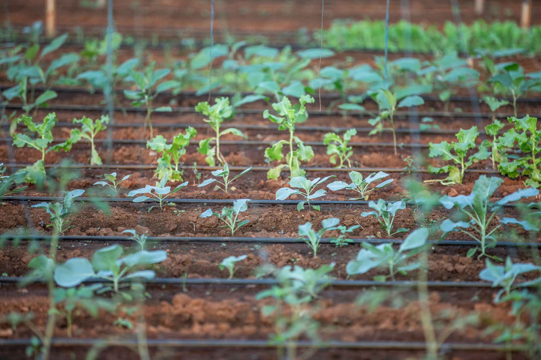 Brasília inaugura espaço agroecológico com espécies de 4 biomas