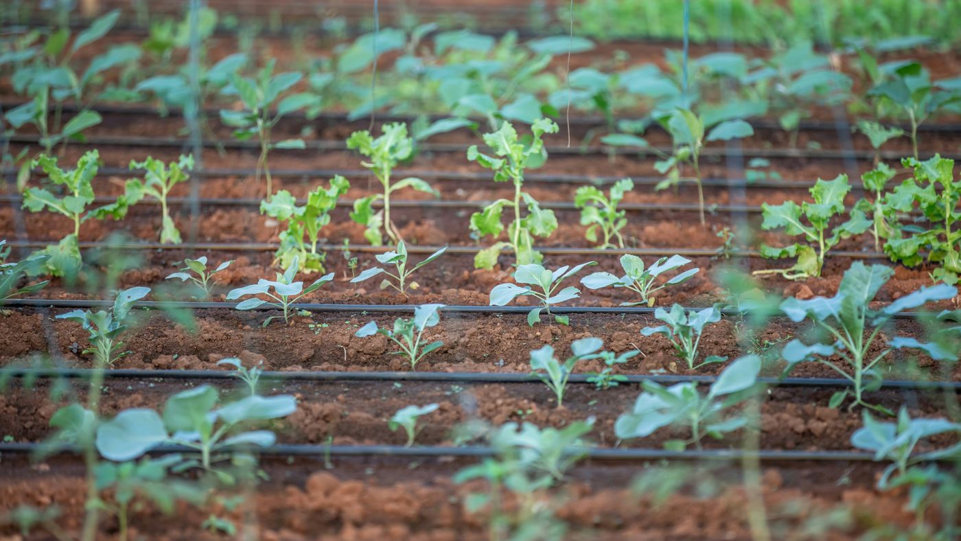 Drip Irrigation for $80: The Setup That Saved 4 Hours a Week
