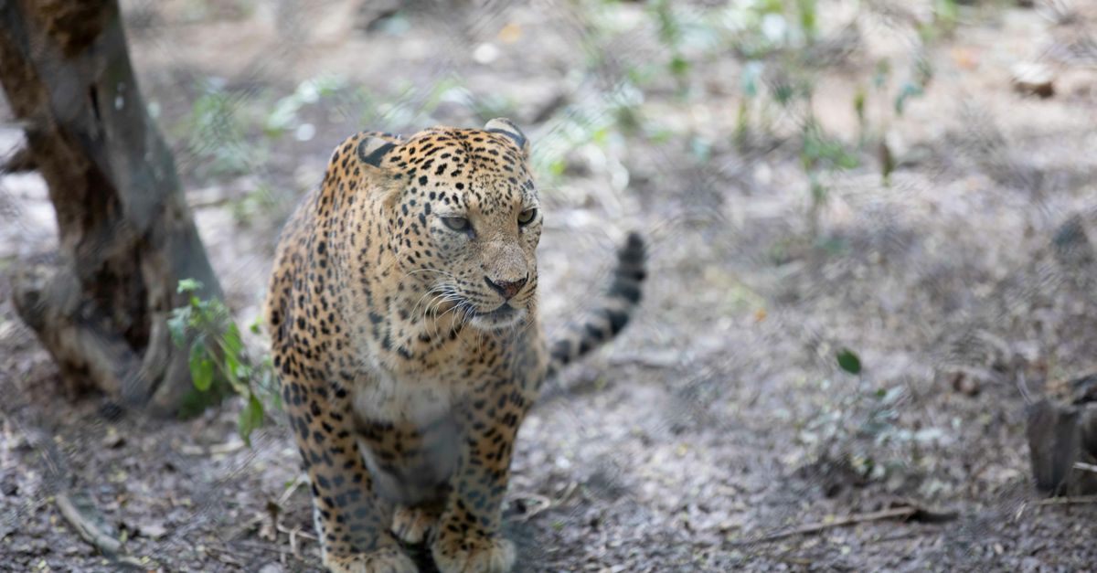 Leopards In Environment Leopard in Natural Habitat Safari View · Free Stock Photo