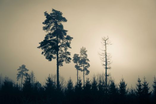 A serene foggy forest scene with tall silhouetted pine trees at sunrise, creating a tranquil atmosphere.