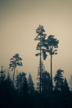 Serene misty forest with towering pine trees against a moody sky, captured in soft lighting.