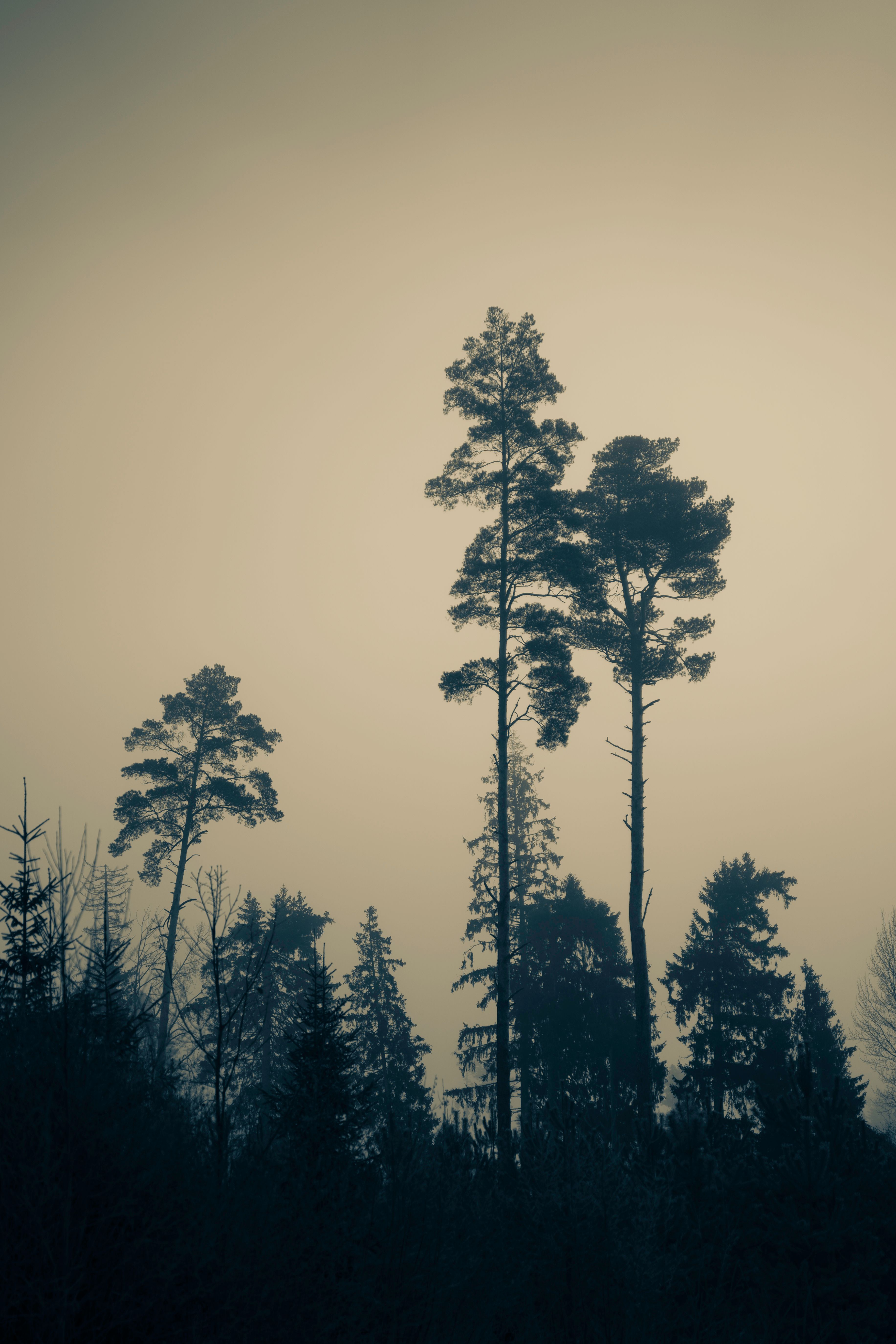Misty Forest Landscape with Tall Pine Trees · Free Stock Photo