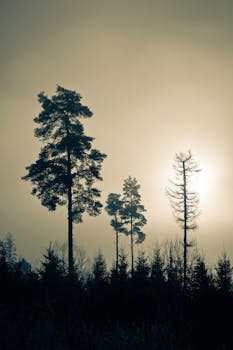 Tall pine trees silhouetted against the morning mist in a serene forest setting.