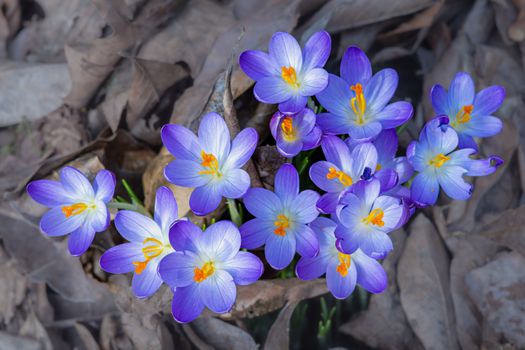 A cluster of vivid purple crocus flowers emerging through fallen leaves in early spring.