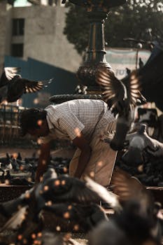 一名男子在室外的装饰喷泉旁弯腰喂鸽子