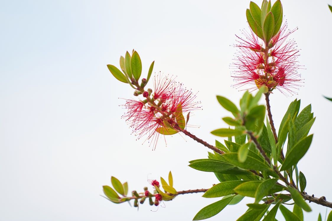 Gratis lagerfoto af baggrund, blade, blomster