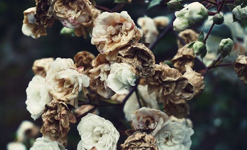 бесплатная Фотография крупным планом белых и коричневых цветов с лепестками Стоковое фото