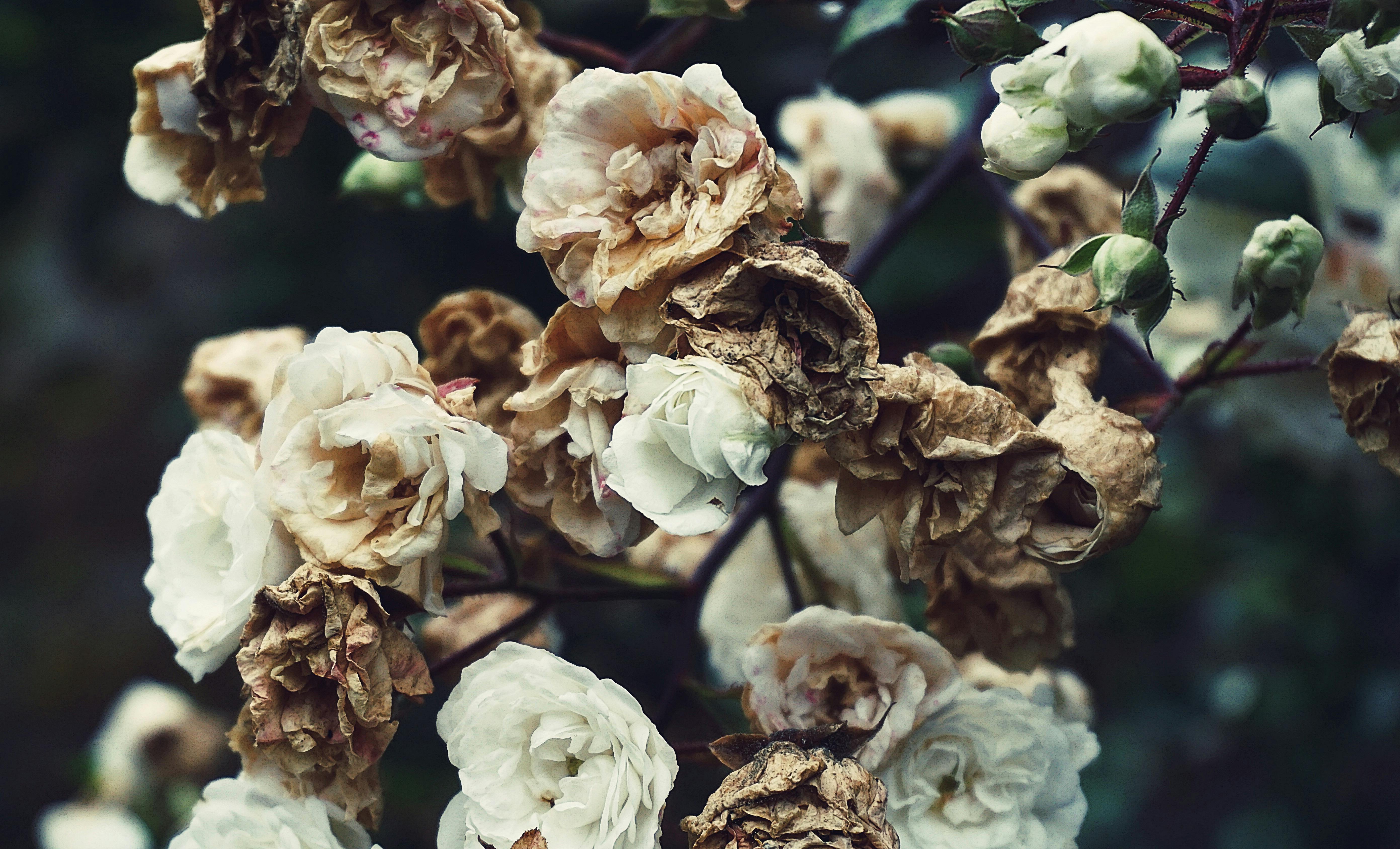 白色和棕色花瓣的花朵特寫攝影 免費圖庫相片