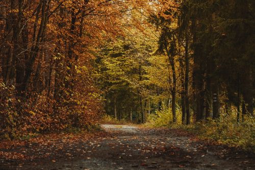 Free Explore a tranquil forest path in Austria surrounded by vibrant fall foliage, evoking warmth and serenity. Stock Photo