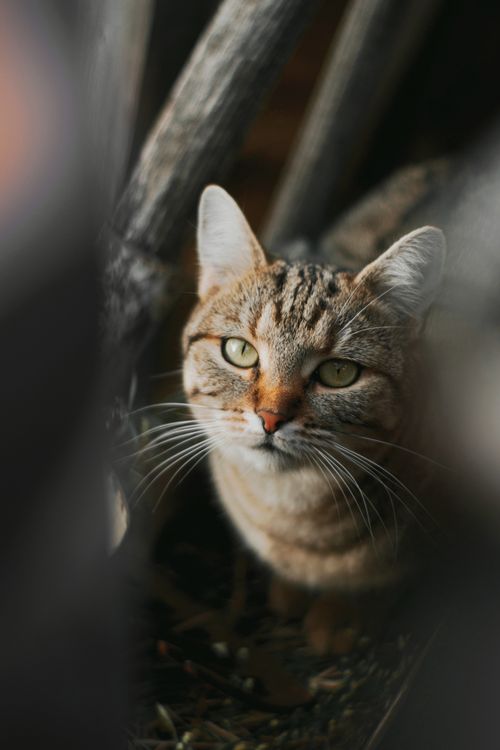 Free Charming close-up of a green-eyed tabby cat among wooden branches. Stock Photo