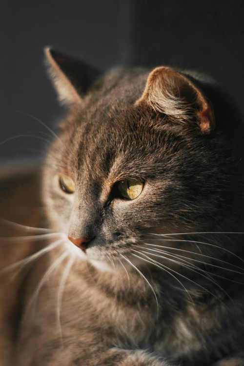 Free Serene close-up of a grey domestic cat basking in soft warm light. Stock Photo
