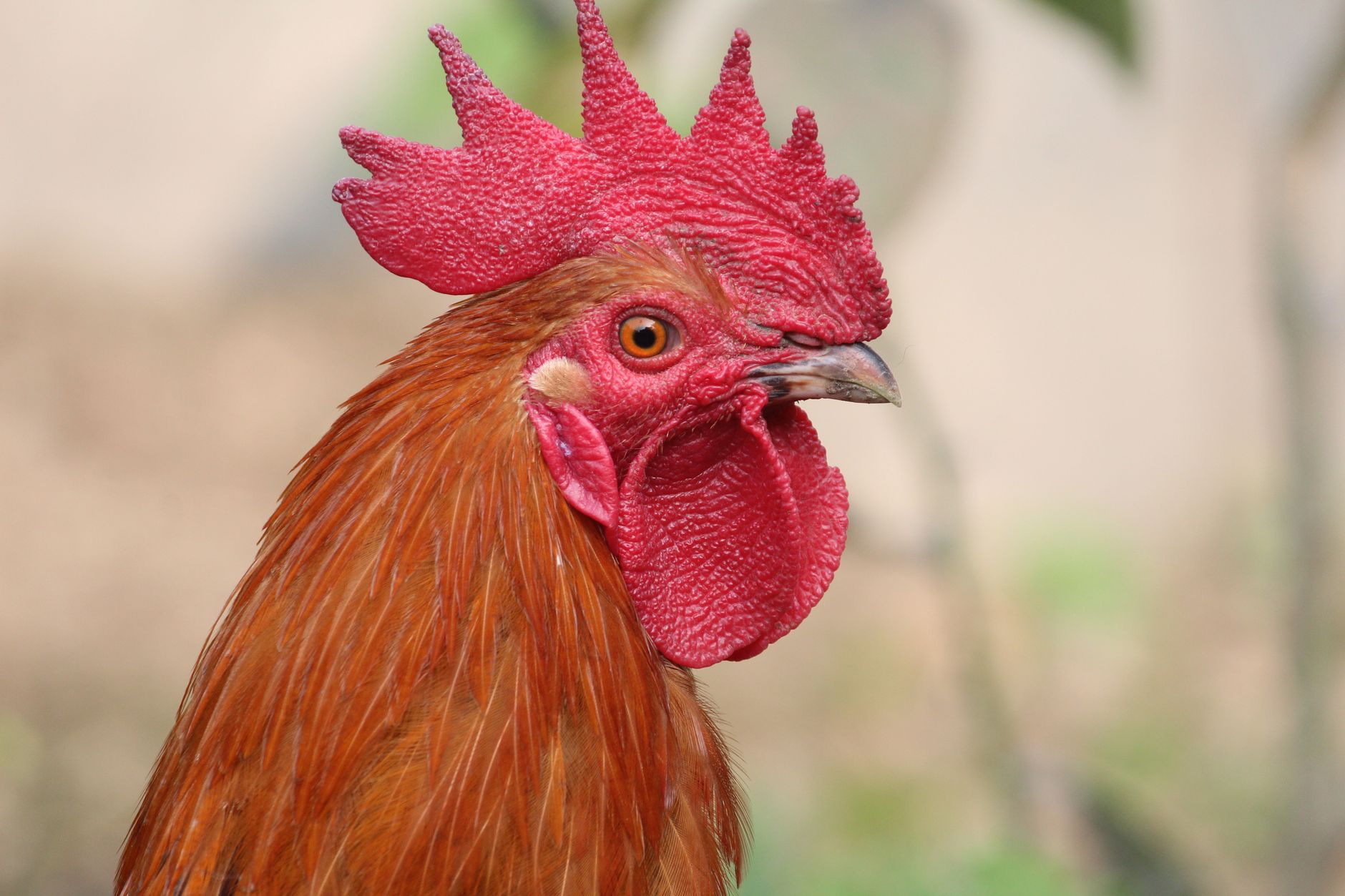 Detailed side profile of a vibrant red rooster in natural light.