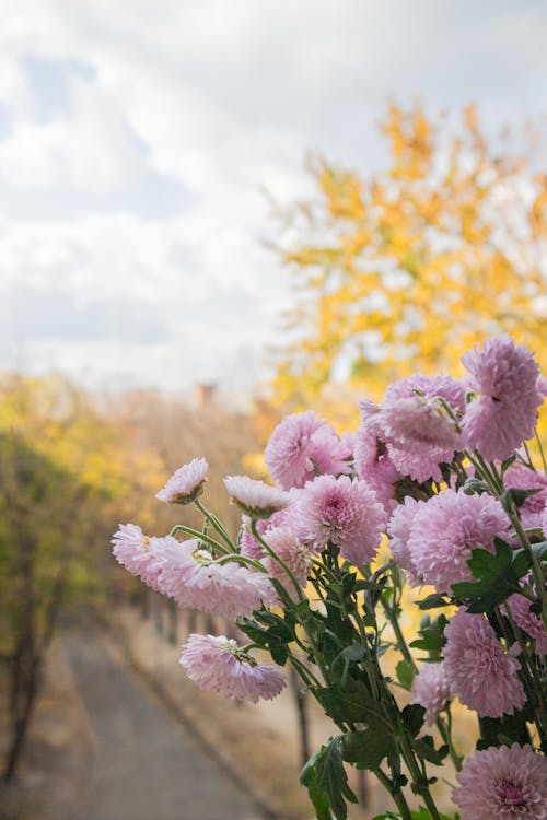 Free stock photo of autumn, autumn mood forest, bunch of flowers