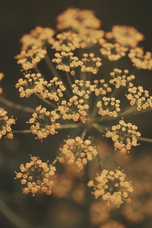 Free Artistic macro photo of umbelliferous flower in soft sepia tones. Stock Photo