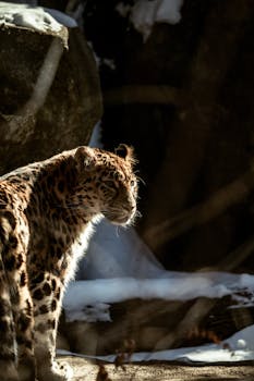 A captivating leopard in a snowy setting, showcasing its natural beauty.