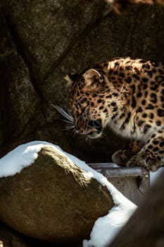 A majestic Amur leopard on a snowy rock, showcasing its spotted coat in a natural setting.