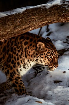 A stunning Amur leopard navigating through the snowy forest landscape, showcasing its majestic beauty.