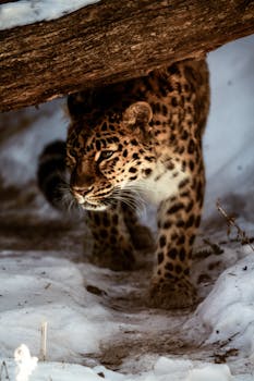 Amur leopard walking under a log in a snowy forest, showcasing its natural habitat.