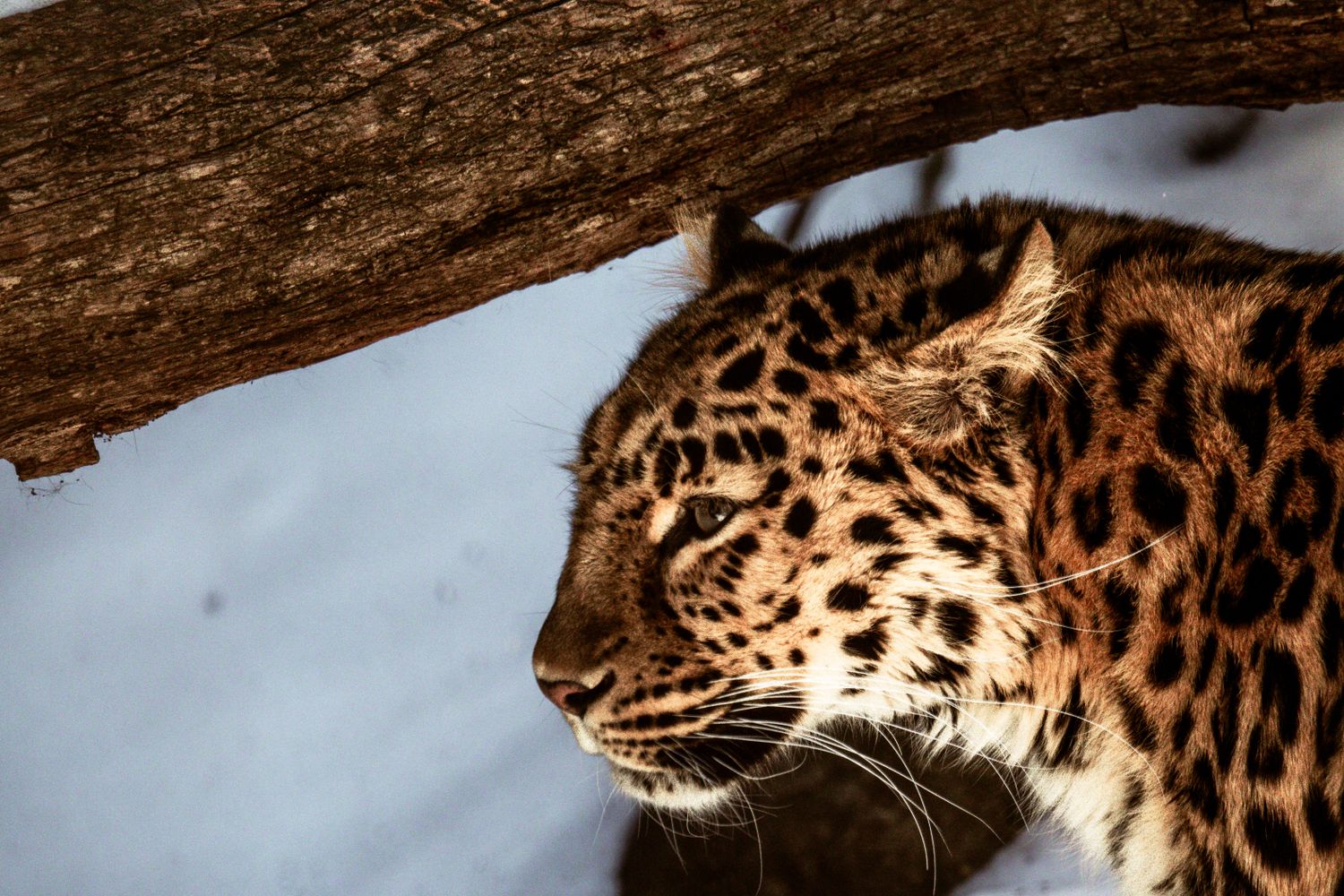 Real Leopard Image 4k Wallpaper Leopard Photos, Download The BEST Free 4k Wallpaper ...