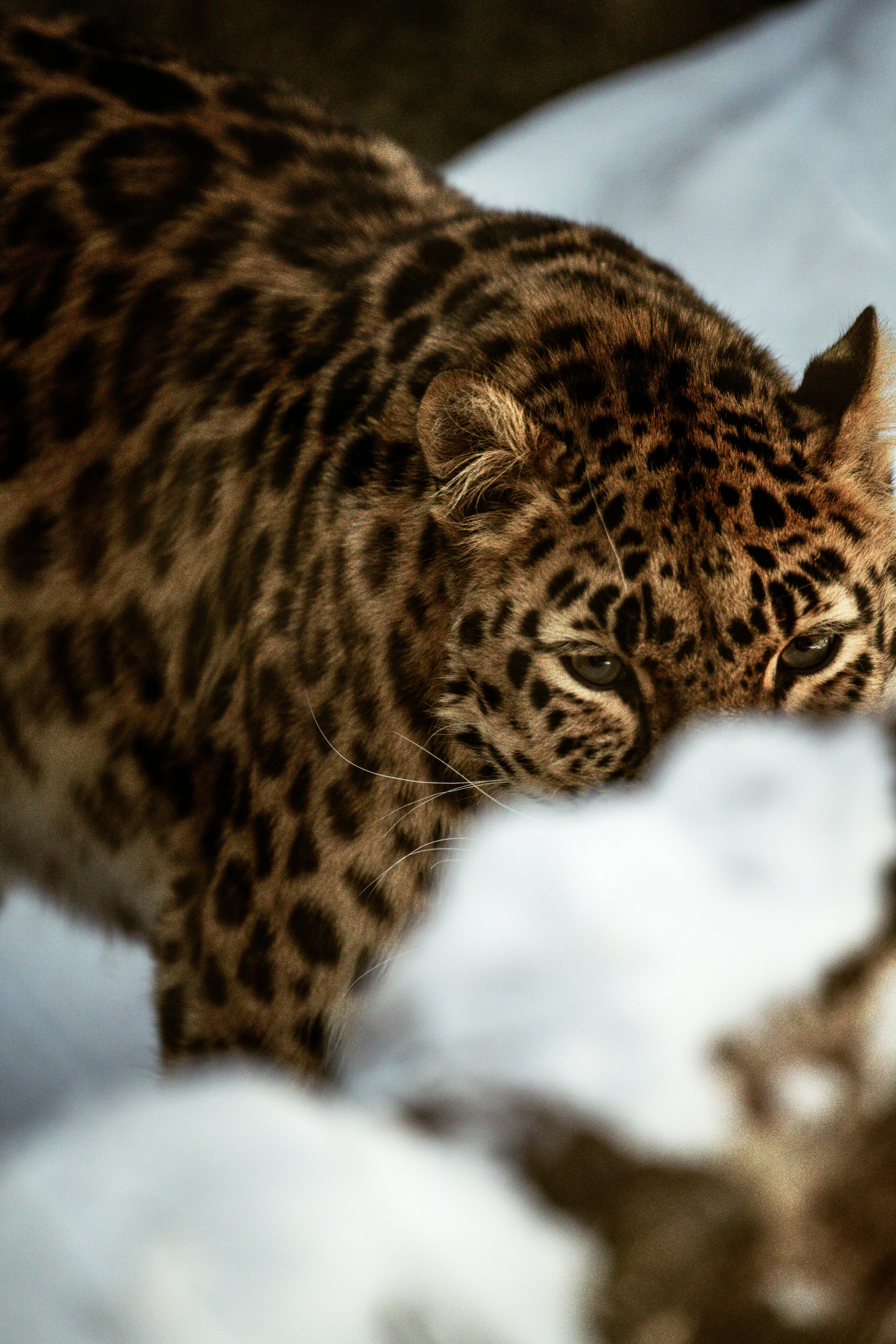 Лучшие наполнители для кошачьих туалетов в 2025 году