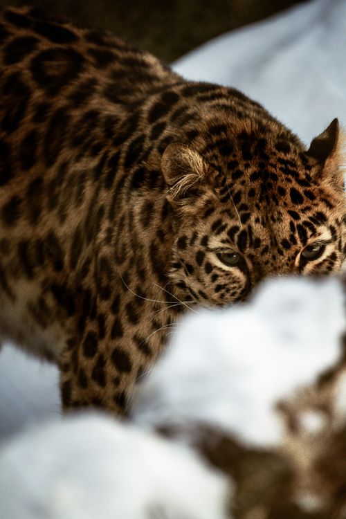 Close-up of a Leopard in Natural Habitat · Free Stock Photo