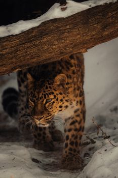 A leopard gracefully prowls through a snowy forest, showcasing natural elegance.